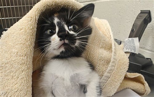 MICCA - Domestic Short Hair available for adoption