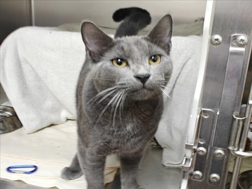 DOC - Domestic Short Hair available for adoption