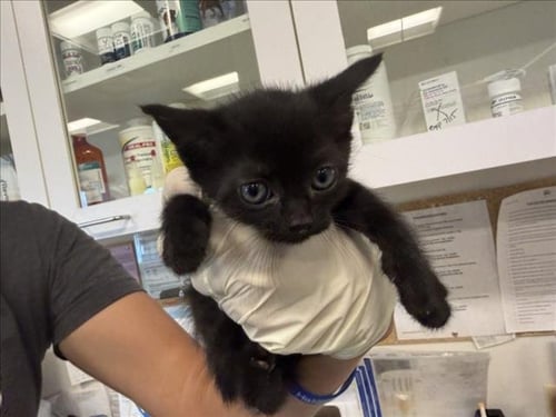 CHARLIE - Domestic Short Hair available for adoption