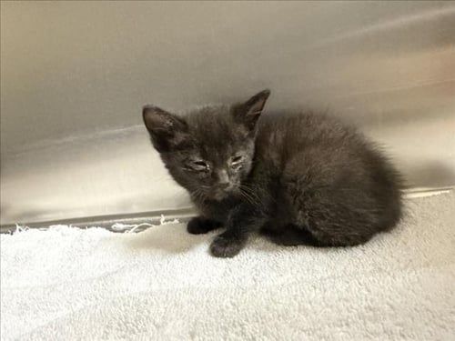 EVELYN - Domestic Short Hair available for adoption