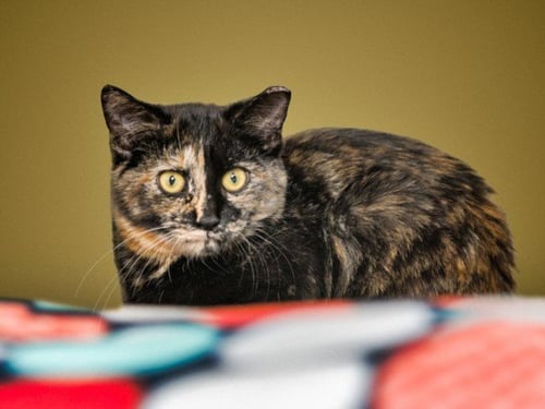 MINTY - Domestic Short Hair available for adoption