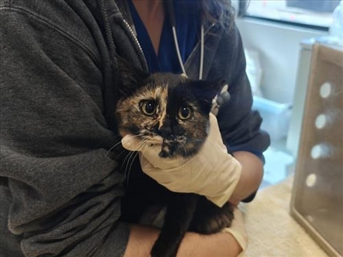 MINTY - Domestic Short Hair available for adoption