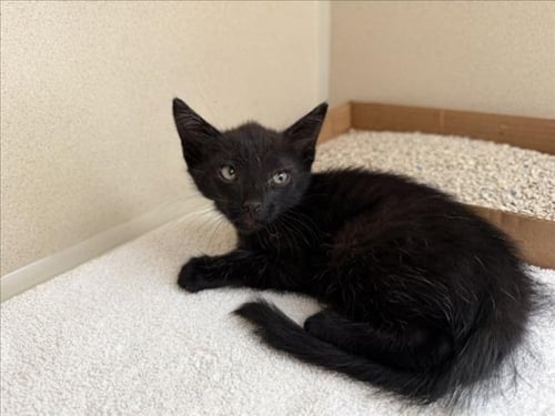 FREDDY - Domestic Short Hair available for adoption