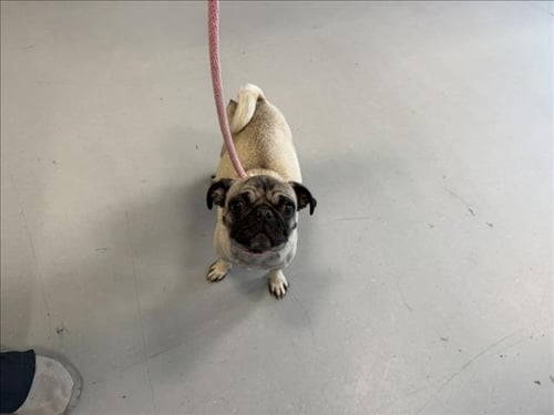 A176842 - Pug available for adoption