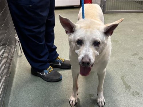 DUDE - Queensland Heeler for adoption in Santa Fe