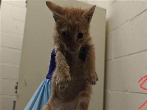 CALCIFER - Domestic Short Hair available for adoption