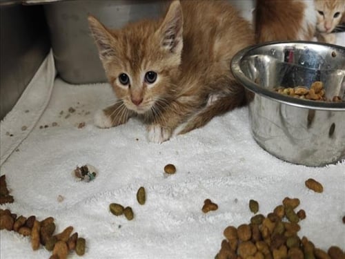 CINDY - Domestic Short Hair available for adoption