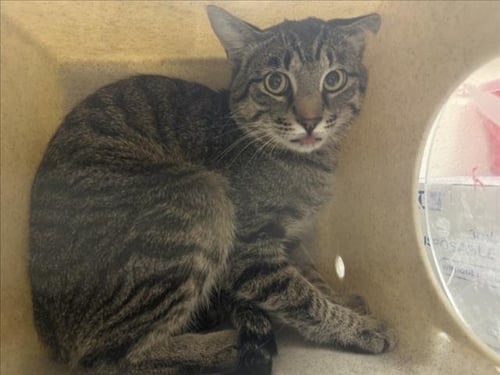 A176488 - Domestic Short Hair available for adoption