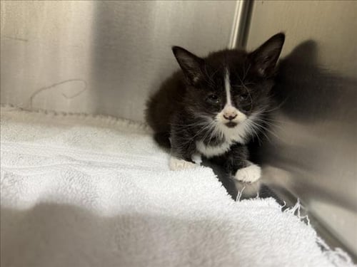 NIBBLES - Domestic Short Hair available for adoption