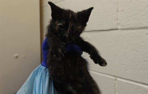 AZULA - Domestic Short Hair available for adoption