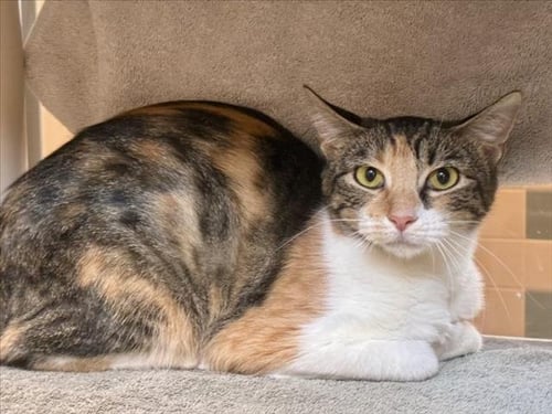 PAT - Domestic Short Hair available for adoption