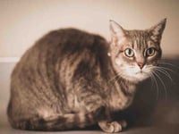 KITTY - Photo 1