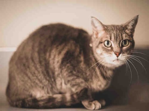 KITTY - Domestic Short Hair available for adoption