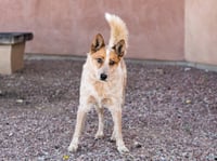 CHATO - Photo 1