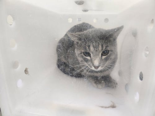 BOOTS - Domestic Short Hair available for adoption