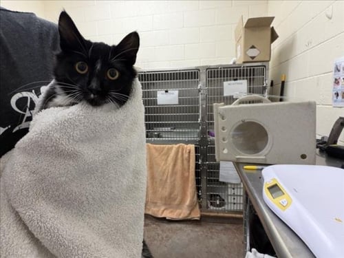 LIGHTSPEED - Domestic Medium Hair available for adoption