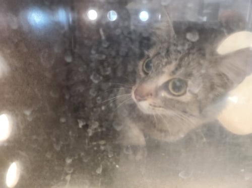 PARVATI - Domestic Short Hair available for adoption