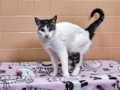 CLOUD - Domestic Short Hair available for adoption
