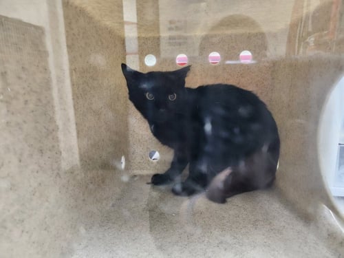 OZZY - Domestic Short Hair available for adoption