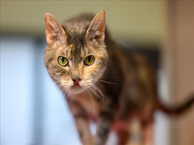 MIMI Image