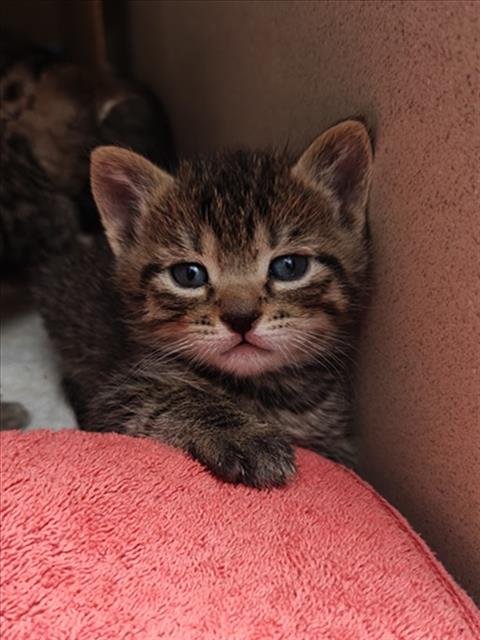 JEEVES - Domestic Short Hair available for adoption