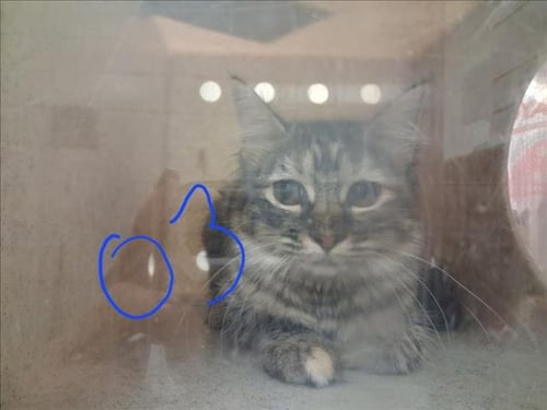 BARNDOOR - Domestic Short Hair available for adoption