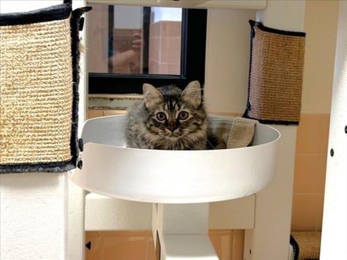 BARNDOOR - Domestic Short Hair available for adoption