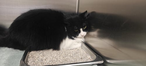 ITTY BITTY - Domestic Long Hair available for adoption