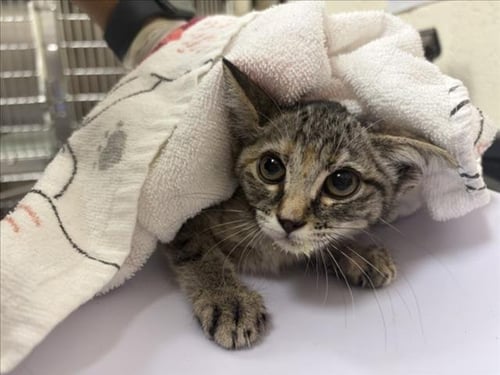 CROCHET - Domestic Short Hair available for adoption