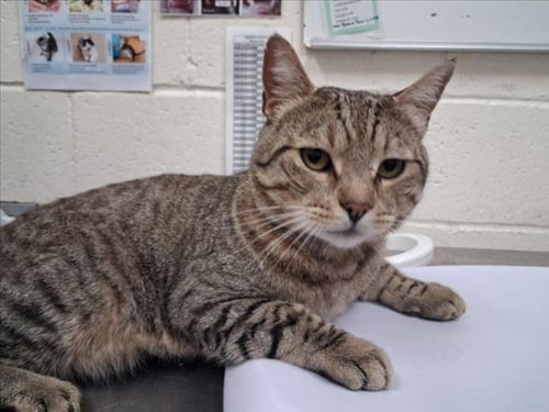 NACHO - Domestic Short Hair available for adoption