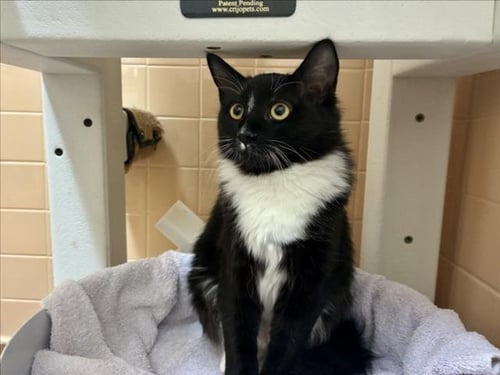 LIGHTSPEED - Domestic Medium Hair available for adoption