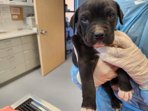 RUGER - American Pit Bull Terrier for adoption in Santa Fe
