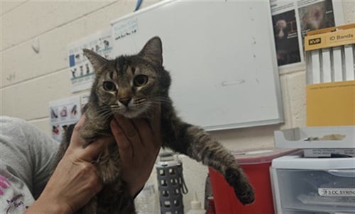 BELLA - Domestic Short Hair available for adoption