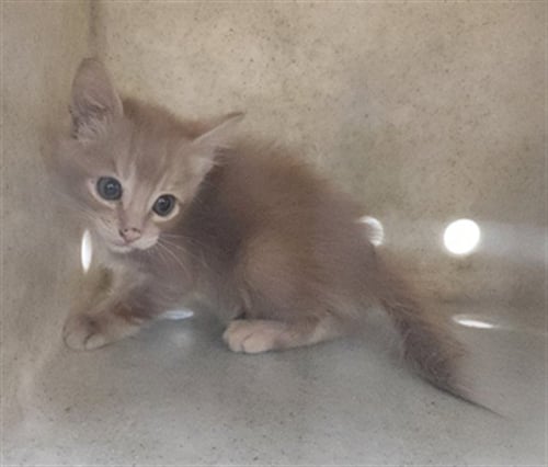 JULIUS - Domestic Short Hair available for adoption