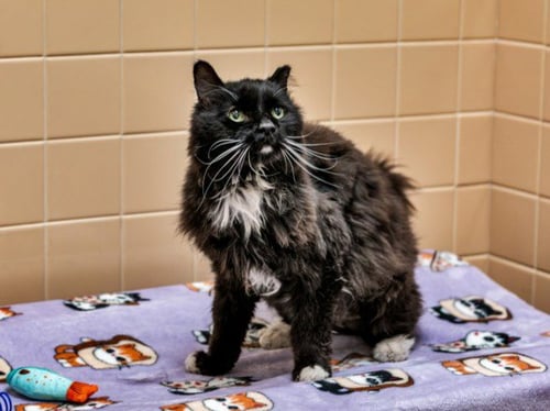 WHISP - Domestic Medium Hair available for adoption