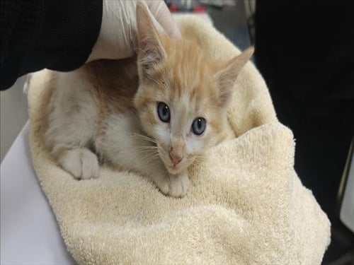 JAGGER - Domestic Short Hair available for adoption