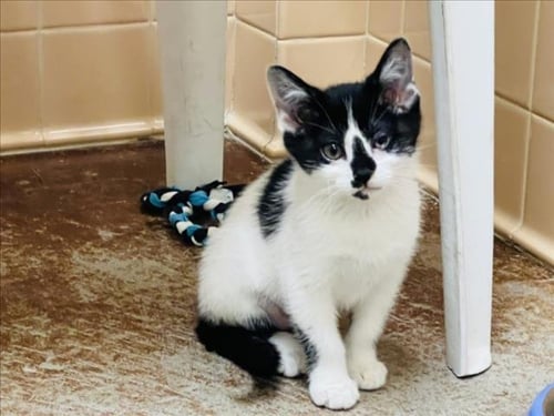 ELENI - Domestic Short Hair available for adoption