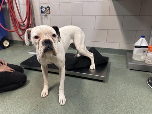 JILLY - Boxer for adoption in Santa Fe
