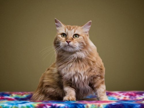 FIREFLY - Domestic Medium Hair available for adoption