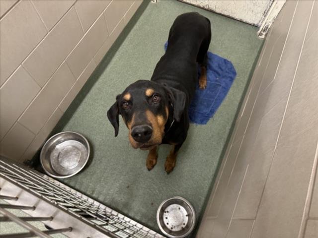 GUY - Doberman Pinscher available for adoption