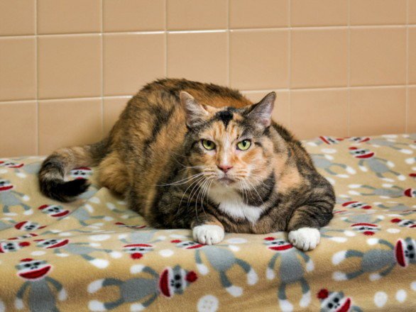 BUTTERBALL Image