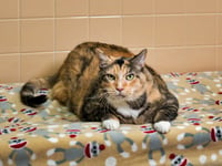BUTTERBALL - Photo 1