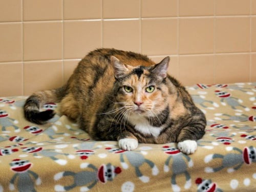 BUTTERBALL - Domestic Short Hair available for adoption