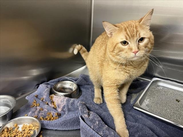 BEANIE - Domestic Short Hair available for adoption