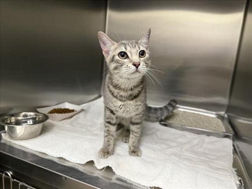 EMILY - Domestic Short Hair available for adoption