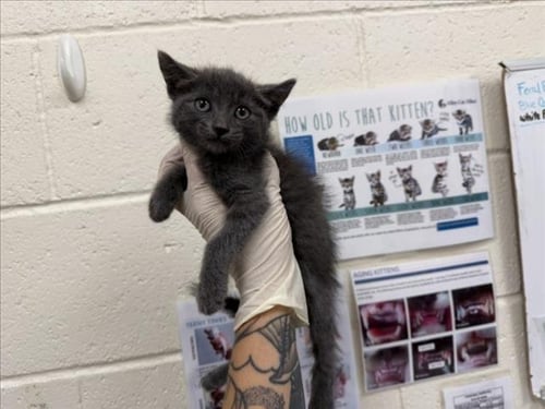 LUCY - Domestic Short Hair available for adoption