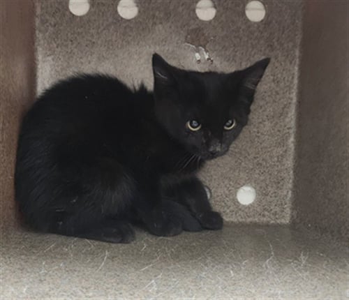 NOIR - Domestic Short Hair available for adoption