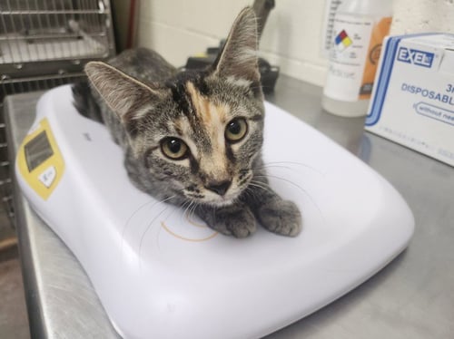 CORNFIELD - Domestic Short Hair available for adoption