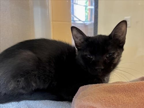 ASH - Domestic Short Hair available for adoption