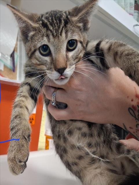 FORK - Domestic Short Hair available for adoption